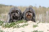 PETIT CHIEN LION 076